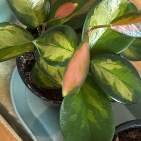 Photo of the plant species Hoya by @LordHebestricta named Morgan Treeman on Greg, the plant care app