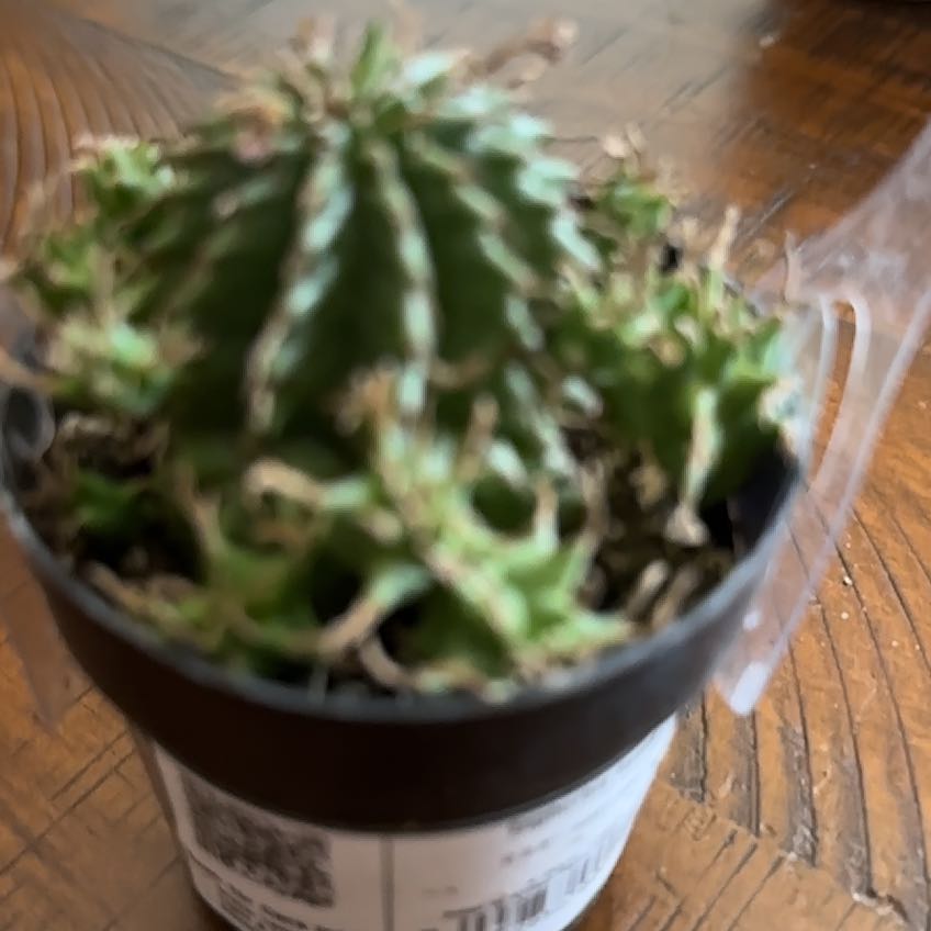 Photo of the plant species Snowflake Euphorbia by @SmoothAirpotato named Doja Cat on Greg, the plant care app