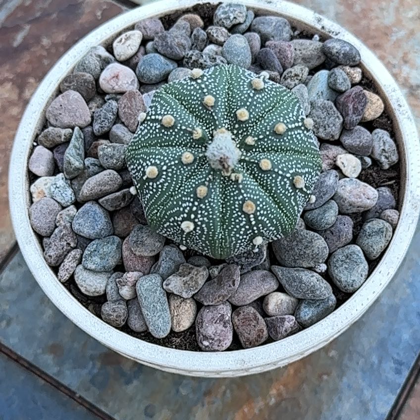 Photo of the plant species Sea Urchin Cactus by @SmoothAirpotato named Athena on Greg, the plant care app