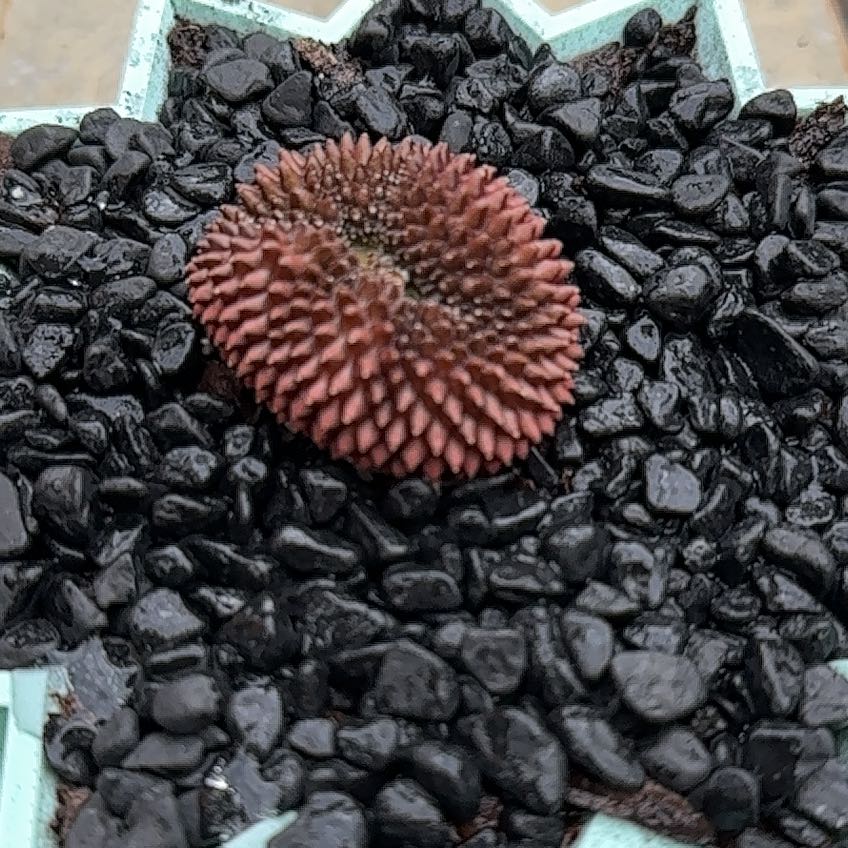 Photo of the plant species Cactus by @SmoothAirpotato named Austen on Greg, the plant care app