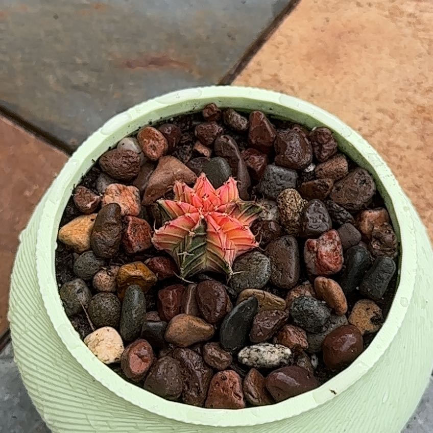 Photo of the plant species Gymnocalycium anisitsii by @SmoothAirpotato named Gobi on Greg, the plant care app