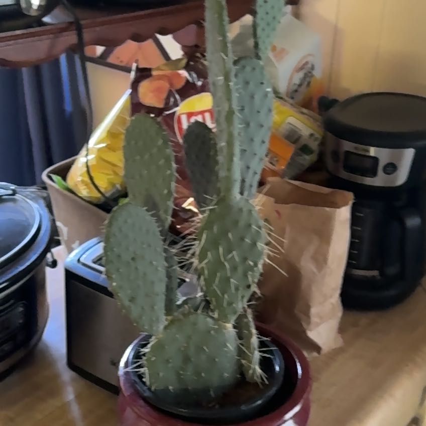 Photo of the plant species Opuntia 'Opopeo' by @DaintyLousewort named Harmony on Greg, the plant care app