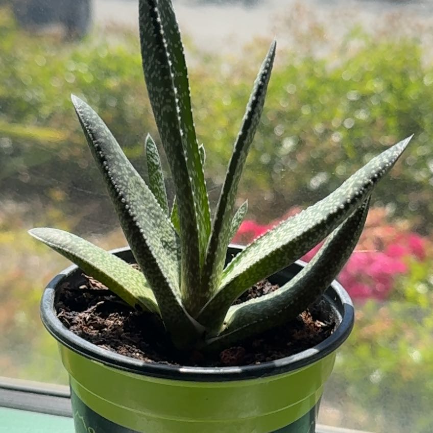 Photo of the plant species Lawyer's Tongue by @GuruCheesebush named Rosa on Greg, the plant care app