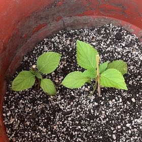 Photo of the plant species Korean Perilla by @InspiredHautree named Captain Plant-it on Greg, the plant care app