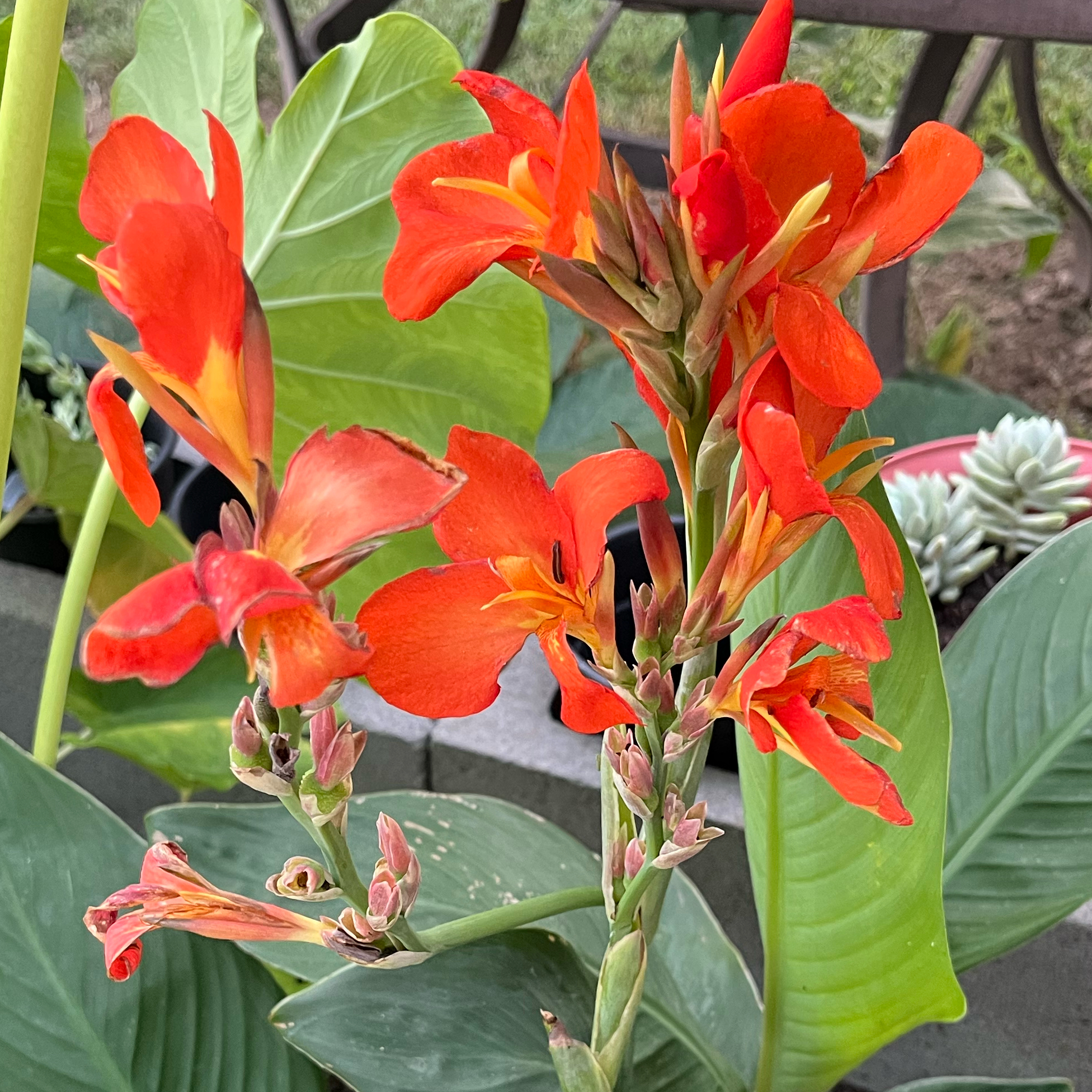 Photo of the plant species Canna Lily by @SlickFicusalii named Cannova Orange Shades on Greg, the plant care app