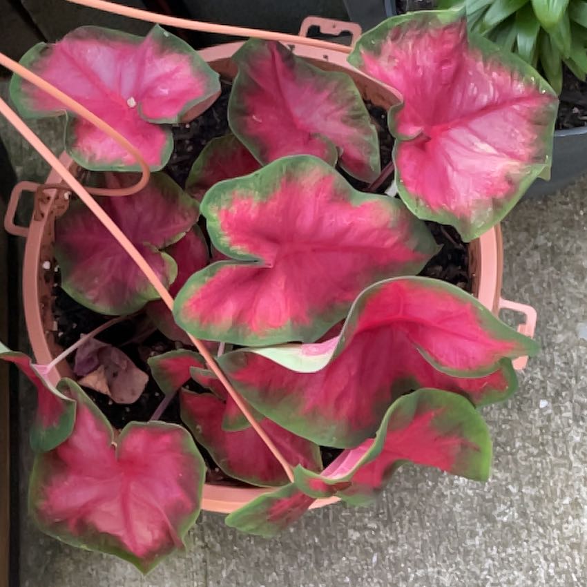 Photo of the plant species Cherry Tart Caladium by @SlickFicusalii named Rosa on Greg, the plant care app