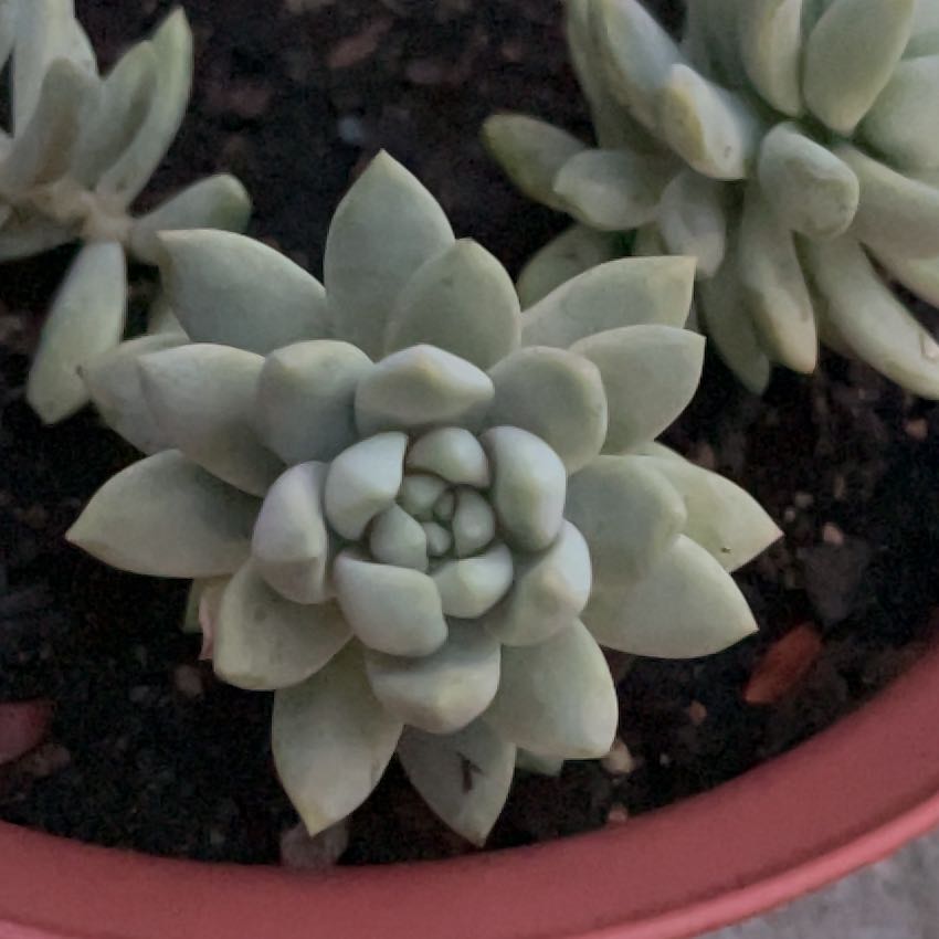 Photo of the plant species Ghosty by @SlickFicusalii named Graptosedum Ghosty on Greg, the plant care app