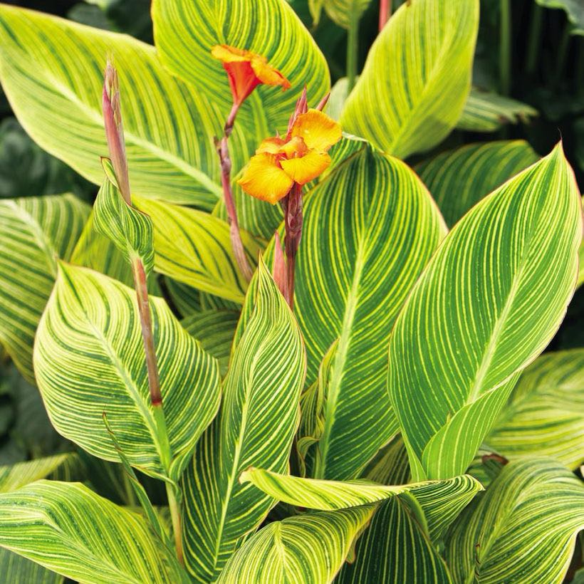 Photo of the plant species Bengal Tiger Canna Lily by @SlickFicusalii named Tigger on Greg, the plant care app