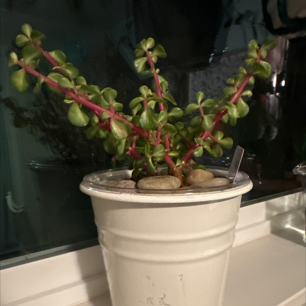 Photo of the plant species Elephant Bush by @GentleCowshorn named Warf on Greg, the plant care app