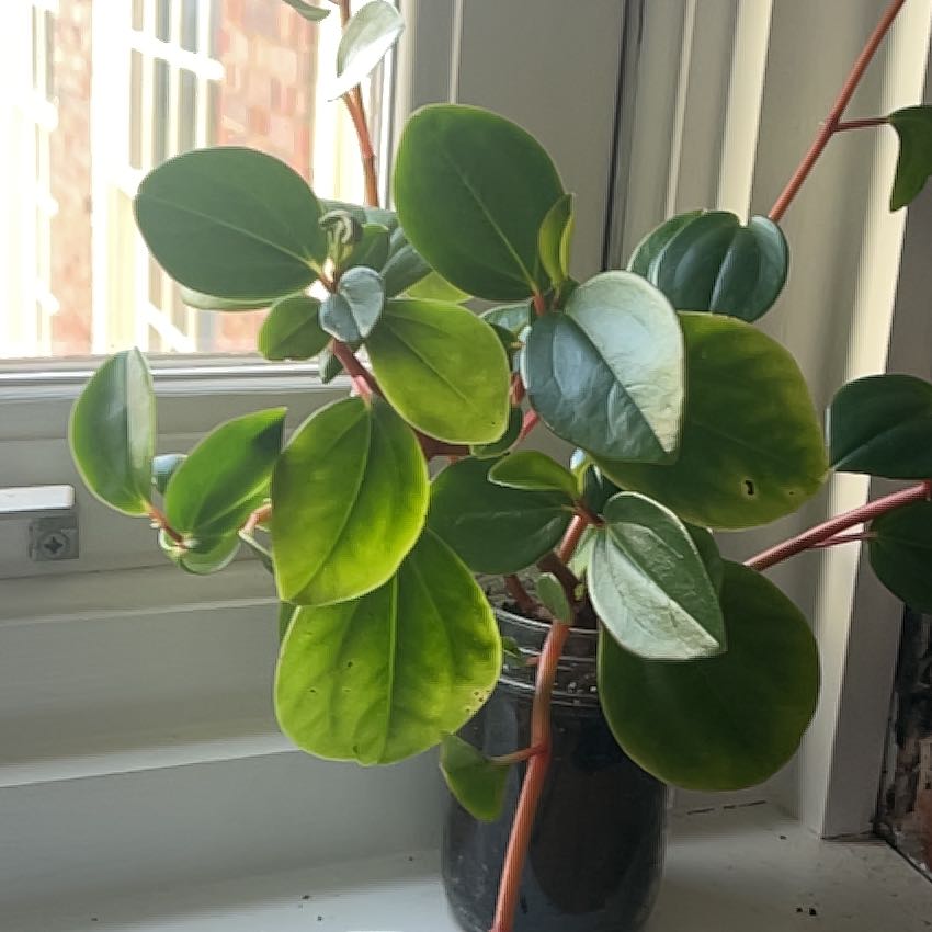 Photo of the plant species Radiator Plant by @RoundAnise named Leonardo on Greg, the plant care app