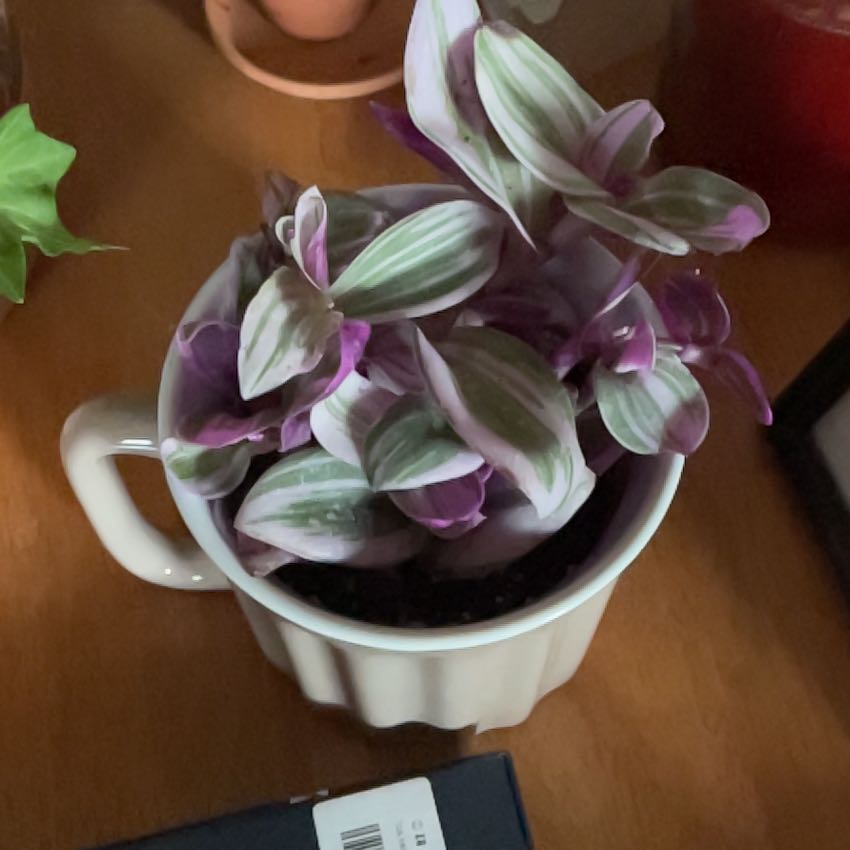 Photo of the plant species Tradescantia by @KindFalsearalia named Lola on Greg, the plant care app