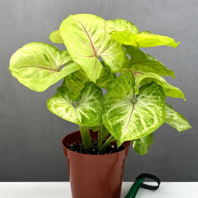 Photo of the plant species Kiwi Delight arrowhead plant by @Madhathaway23 named Maya on Greg, the plant care app