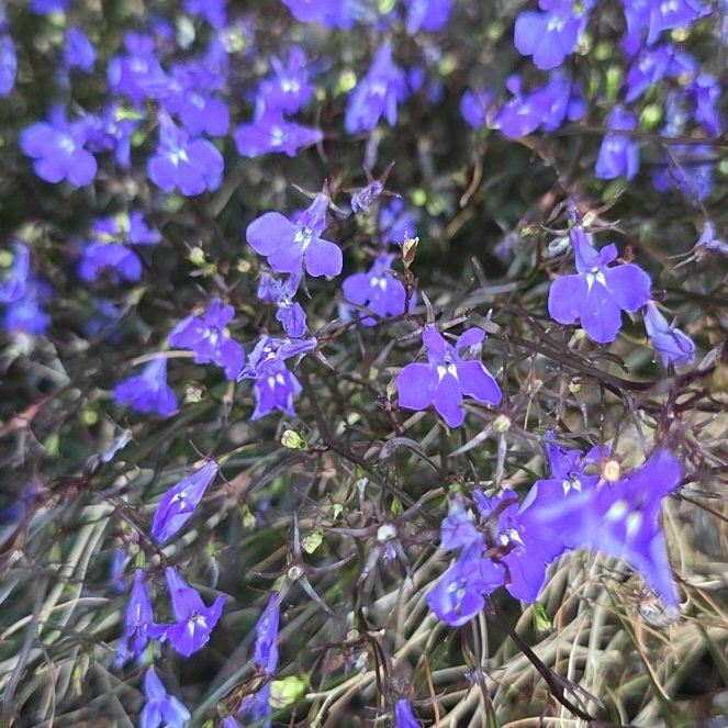 Photo of the plant species Edging Lobelia by @AlwaysJubaea named Naomi on Greg, the plant care app