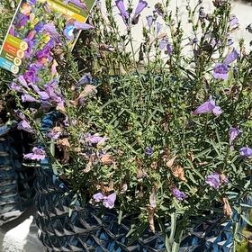 Photo of the plant species Bunchleaf Penstemon by @SportZebrina named Dax on Greg, the plant care app