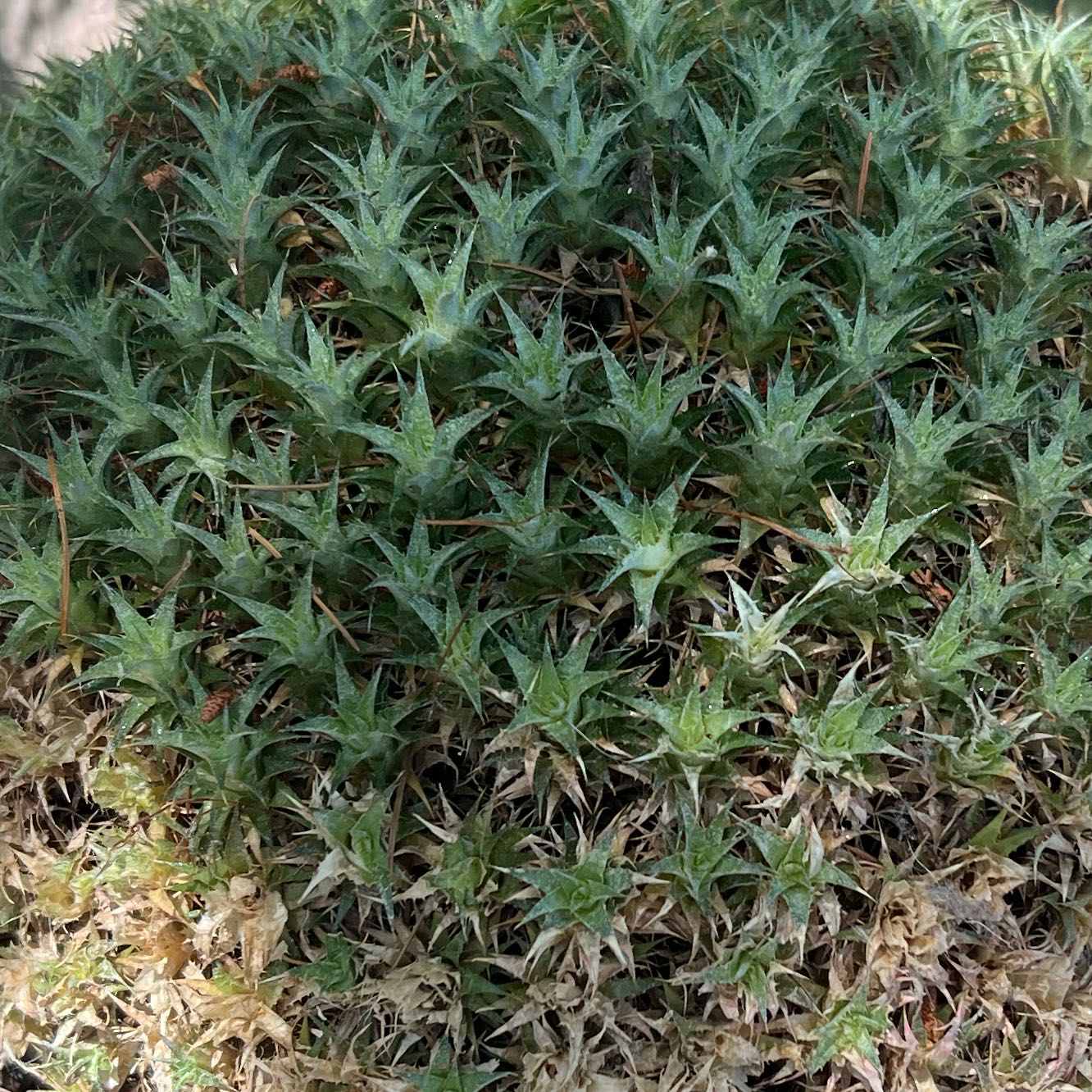 Photo of the plant species Juniper Haircap Moss by @SportCoffeebush named Sanders on Greg, the plant care app