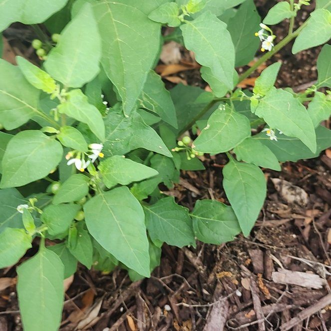 Photo of the plant species American Black Nightshade by @StoutPrenanthes named Treeyoncé on Greg, the plant care app