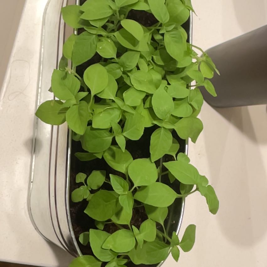 Photo of the plant species Lime Basil by @EthicalTaro named Aria on Greg, the plant care app
