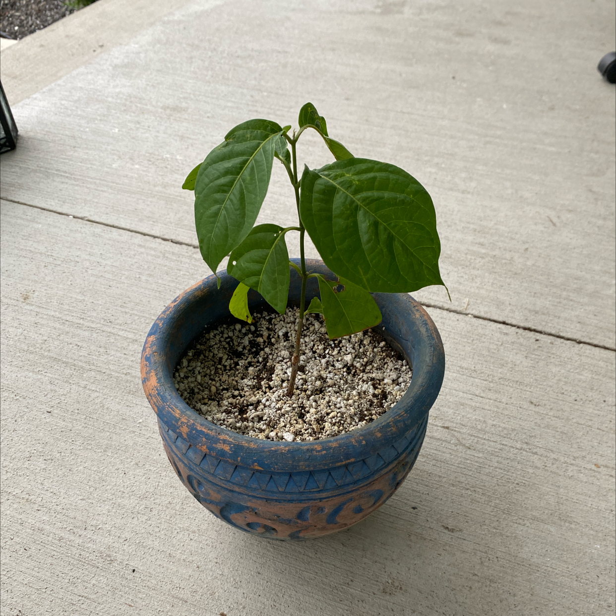 Photo of the plant species Soul Vine by @adamified named Lenore on Greg, the plant care app