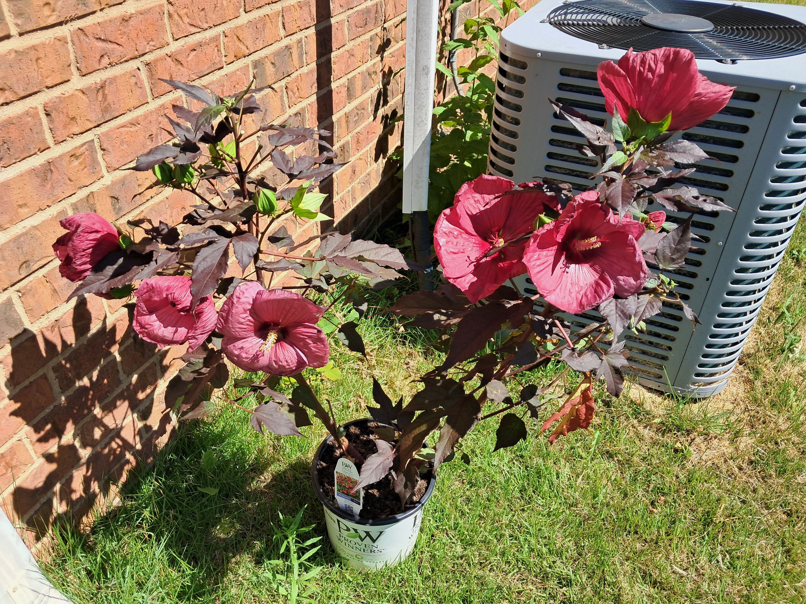 Photo of the plant species Rose Mallow by @HeiressPunanova named Anne on Greg, the plant care app