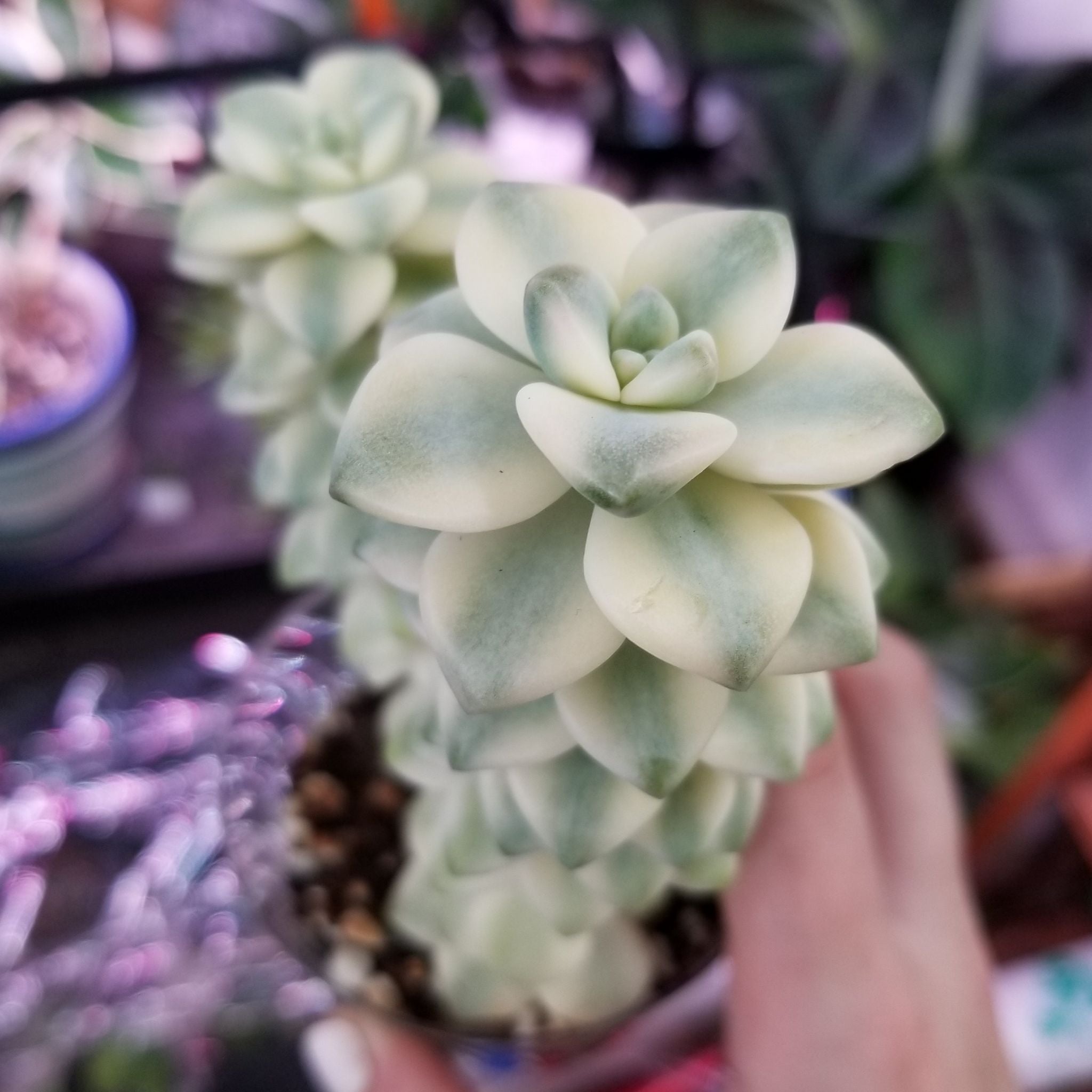 Photo of the plant species Awayuki Ghost Plant by @HeiressPunanova named Lebron on Greg, the plant care app