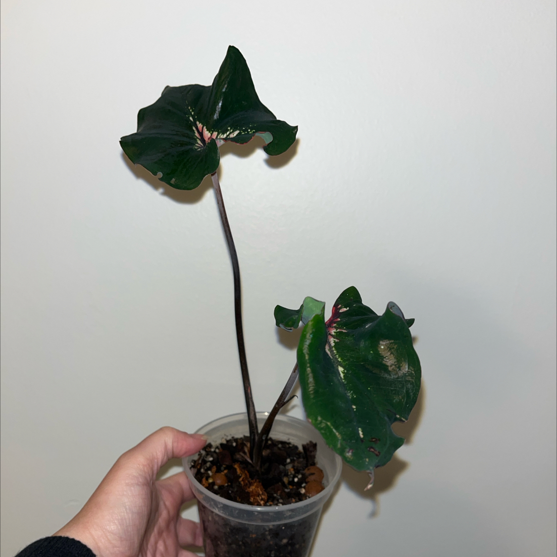 Photo of the plant species Caladium Pink Symphony by @SnazzyMugwort named Pink Lady on Greg, the plant care app