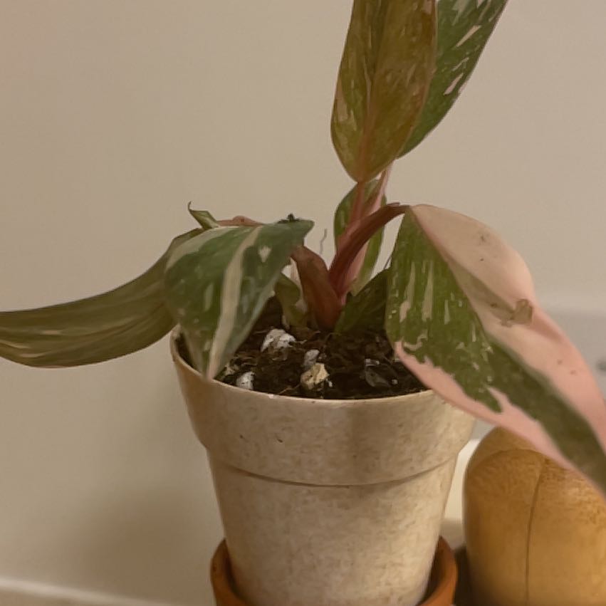 Photo of the plant species Philodendron 'Black Cherry' by @SnazzyMugwort named Planty on Greg, the plant care app