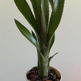 Photo of the plant species Billbergia 'Hallelujah' by @SnazzyMugwort named Whoopie on Greg, the plant care app