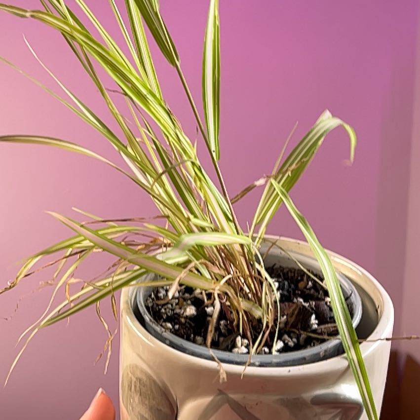 Photo of the plant species Ribbon Grass by @SnazzyMugwort named Strawberries & Cream on Greg, the plant care app