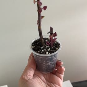 Photo of the plant species Flamingo Coleus by @SnazzyMugwort named Muhammad Ali on Greg, the plant care app