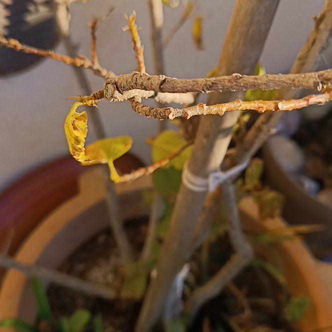 Photo of the plant species Japanese Knotweed by @GoldChorioactis named Xena on Greg, the plant care app