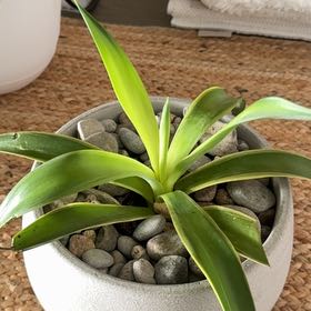 Photo of the plant species Variegated Agave celsii by @AdventurousMoss named Dolores on Greg, the plant care app