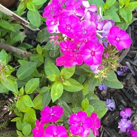 Photo of the plant species Garden Phlox by @DedicatedBagpod named Fernie Saunders on Greg, the plant care app