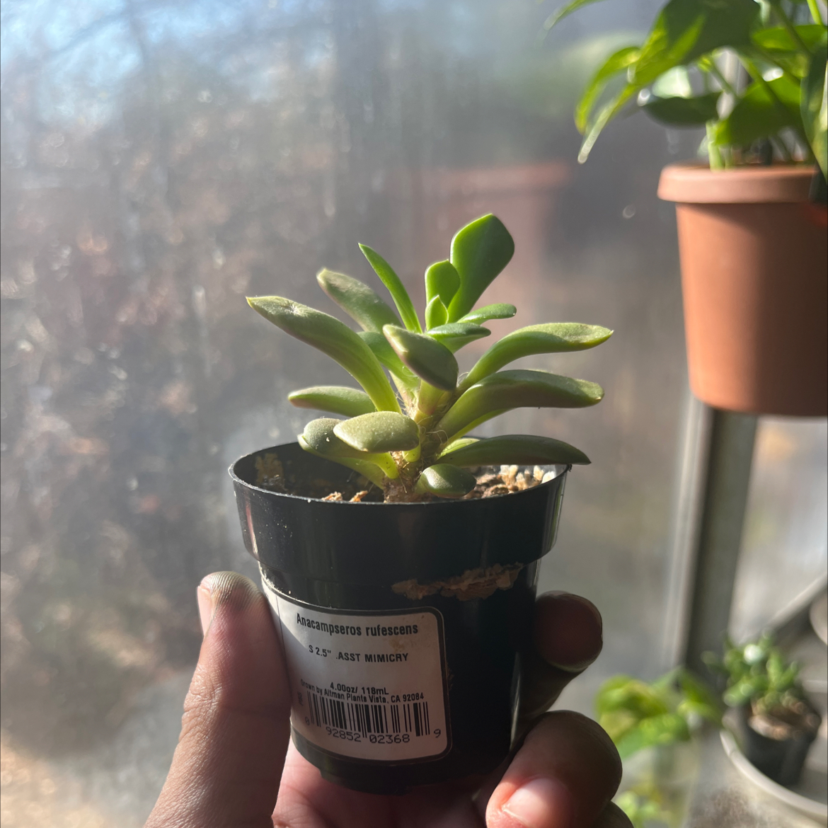 Photo of the plant species Variegated Sand Rose by @Sos named Einstein on Greg, the plant care app