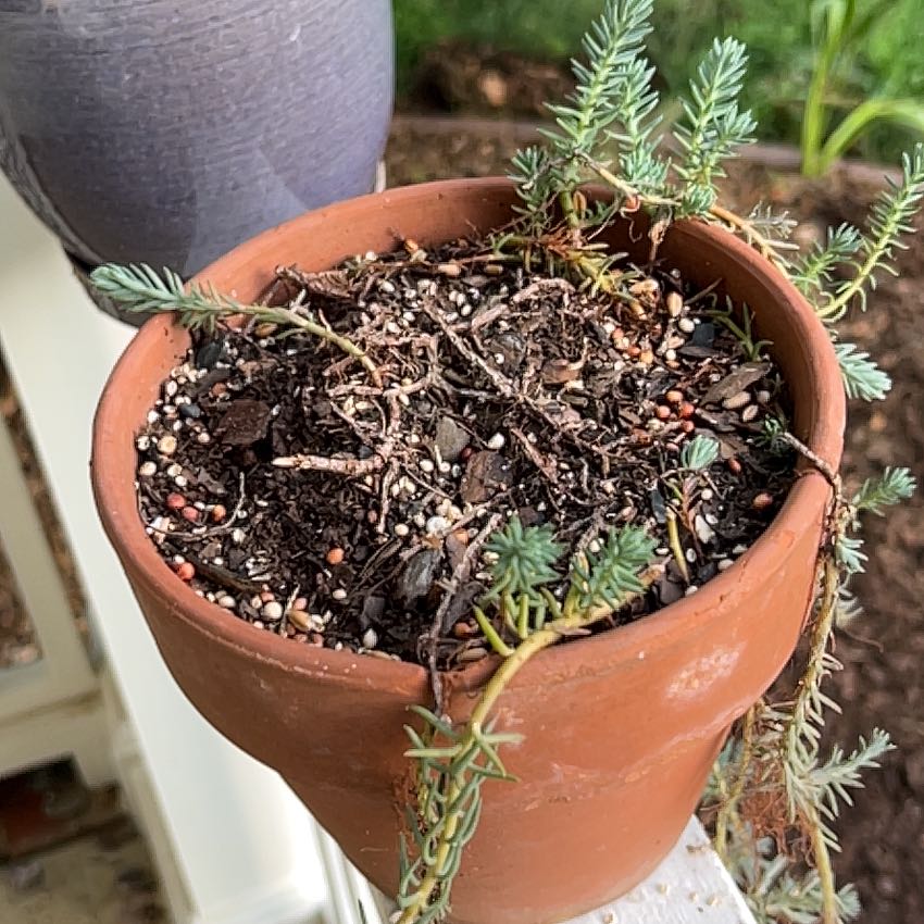 Photo of the plant species Sedum reflexum 'Blue Spruce' by @MGatner named Coco on Greg, the plant care app