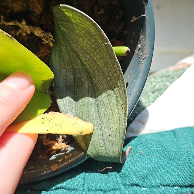 Photo of the plant species Philodendron Burle Marx Fantasy by @LucidMystax named Sage on Greg, the plant care app