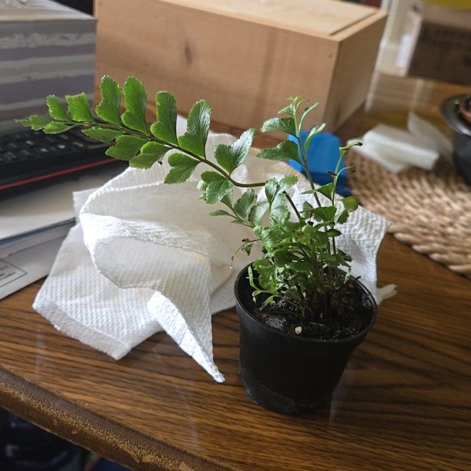 Photo of the plant species Black Spleenwort by @ZealfulAgarito named Marley on Greg, the plant care app