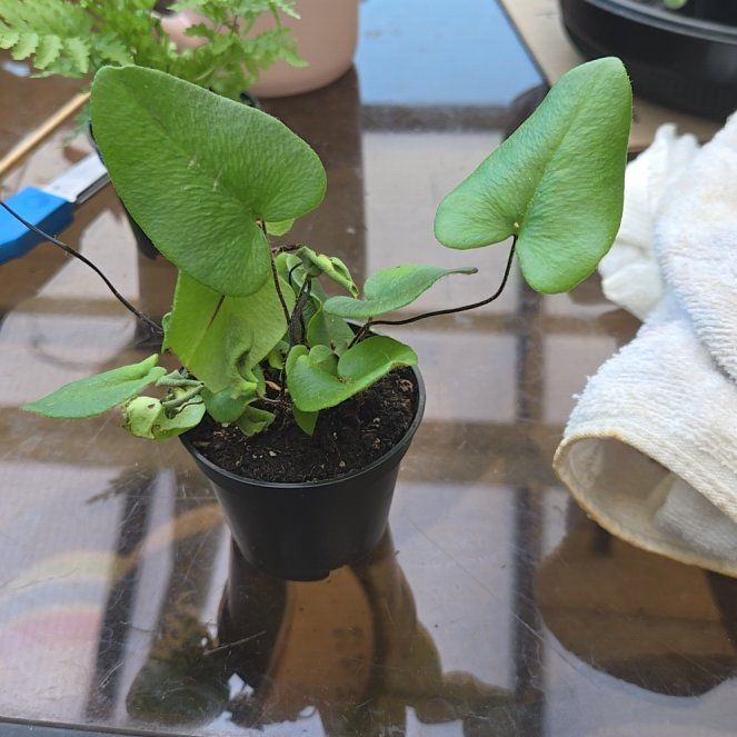 Photo of the plant species Heart Leaf Fern by @ZealfulAgarito named Archie on Greg, the plant care app
