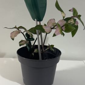 Photo of the plant species Tradescantia 'Maiden's Blush' by @BrainyRedsky named Fernie Mac on Greg, the plant care app