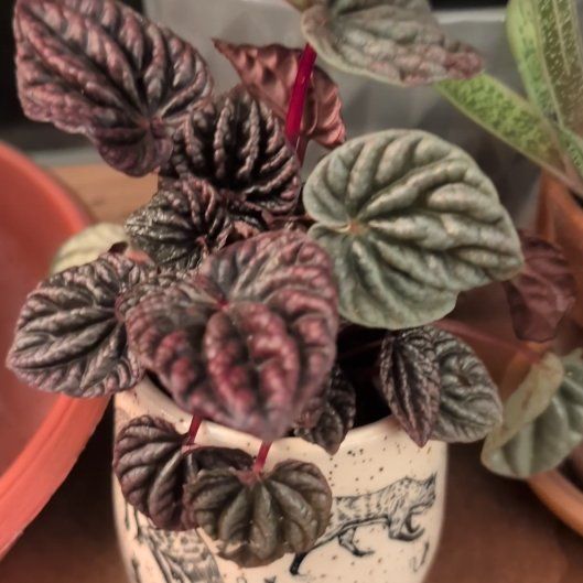 Photo of the plant species Schumi Red Peperomia by @PopularAnthemis named Sherlock on Greg, the plant care app