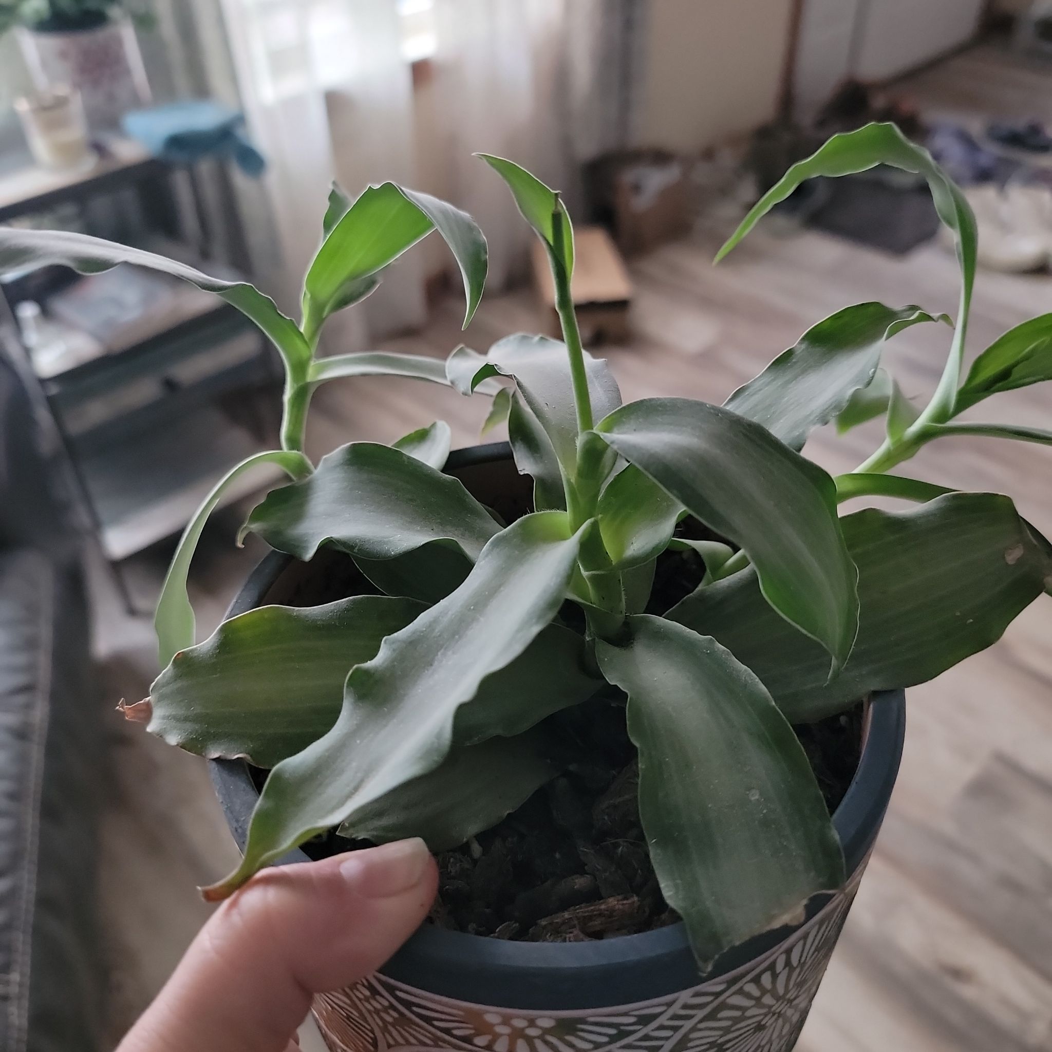 Sproutacus