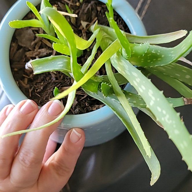 Photo of the plant species Aloe by @WittyPeppermint named Naomi on Greg, the plant care app