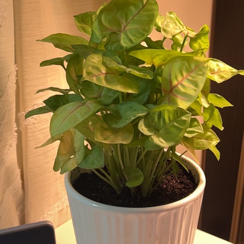 Photo of the plant species Pink Allusion by @AdeptGrapeivy named Terra on Greg, the plant care app