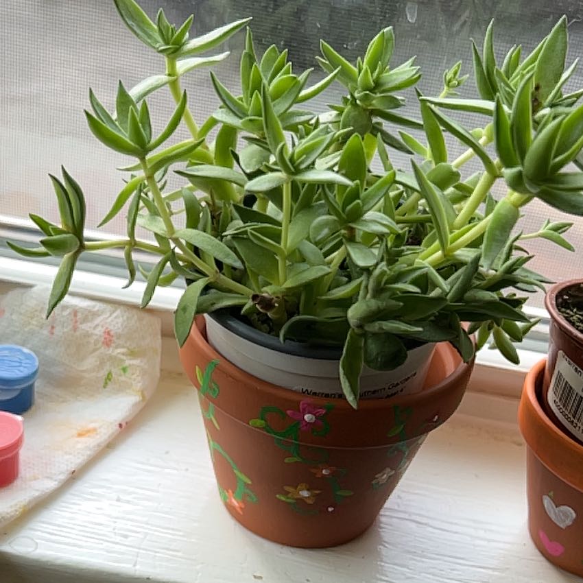 Photo of the plant species Green Pagoda by @AdeptGrapeivy named Treeyoncé on Greg, the plant care app
