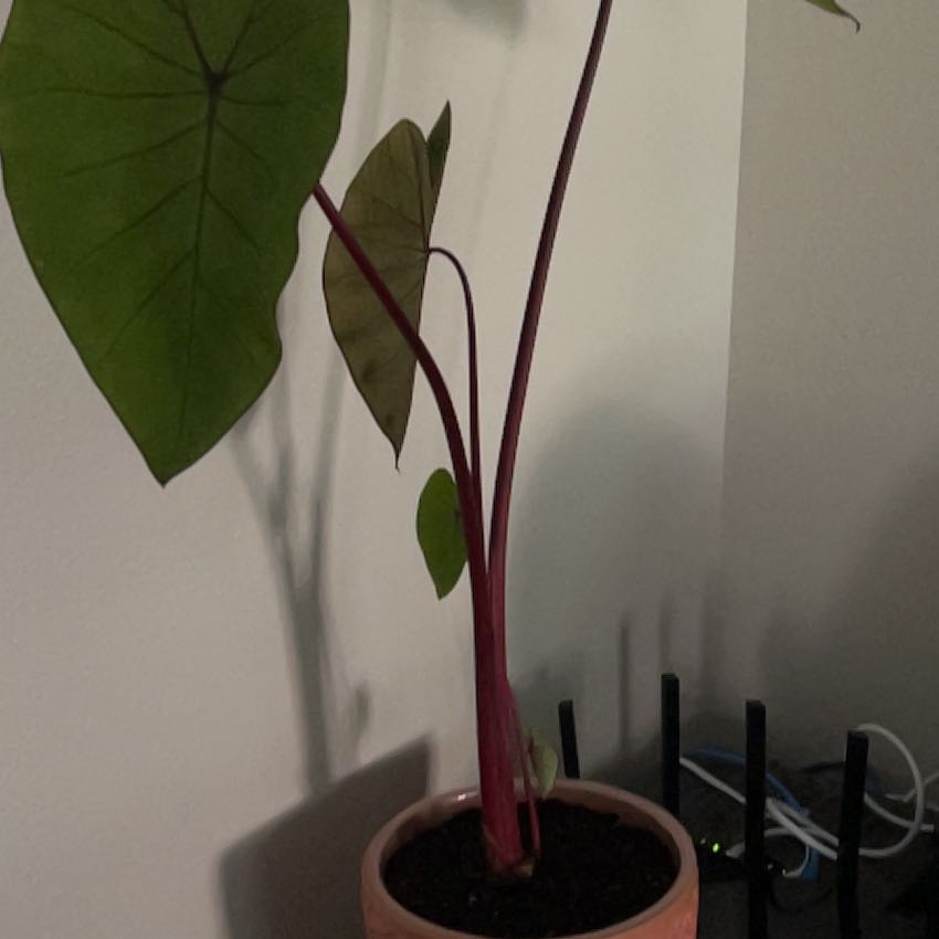 Photo of the plant species Colocasia Royal Hawaiian by @AdeptGrapeivy named Coco on Greg, the plant care app