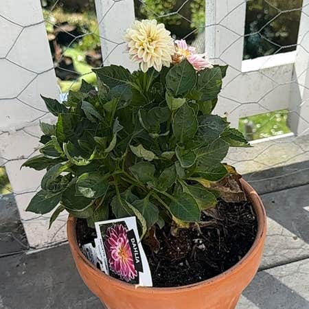 Dahlia Dahlietta in Pot Dahlia Dahlietta in Pot