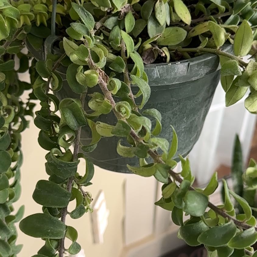 Photo of the plant species Backet Plant by @ExcellentKaro named James Dean on Greg, the plant care app