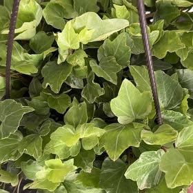 Photo of the plant species Irish Ivy by @ExcellentKaro named Fernie Mac on Greg, the plant care app
