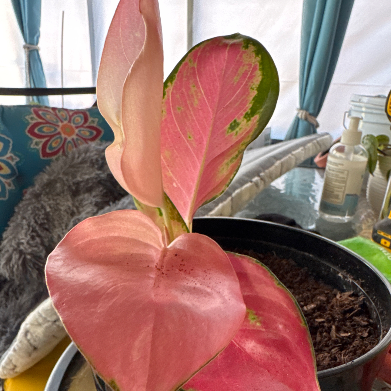 Photo of the plant species Red Chinese Evergreen by @SteadfastHoya named Foxxy on Greg, the plant care app