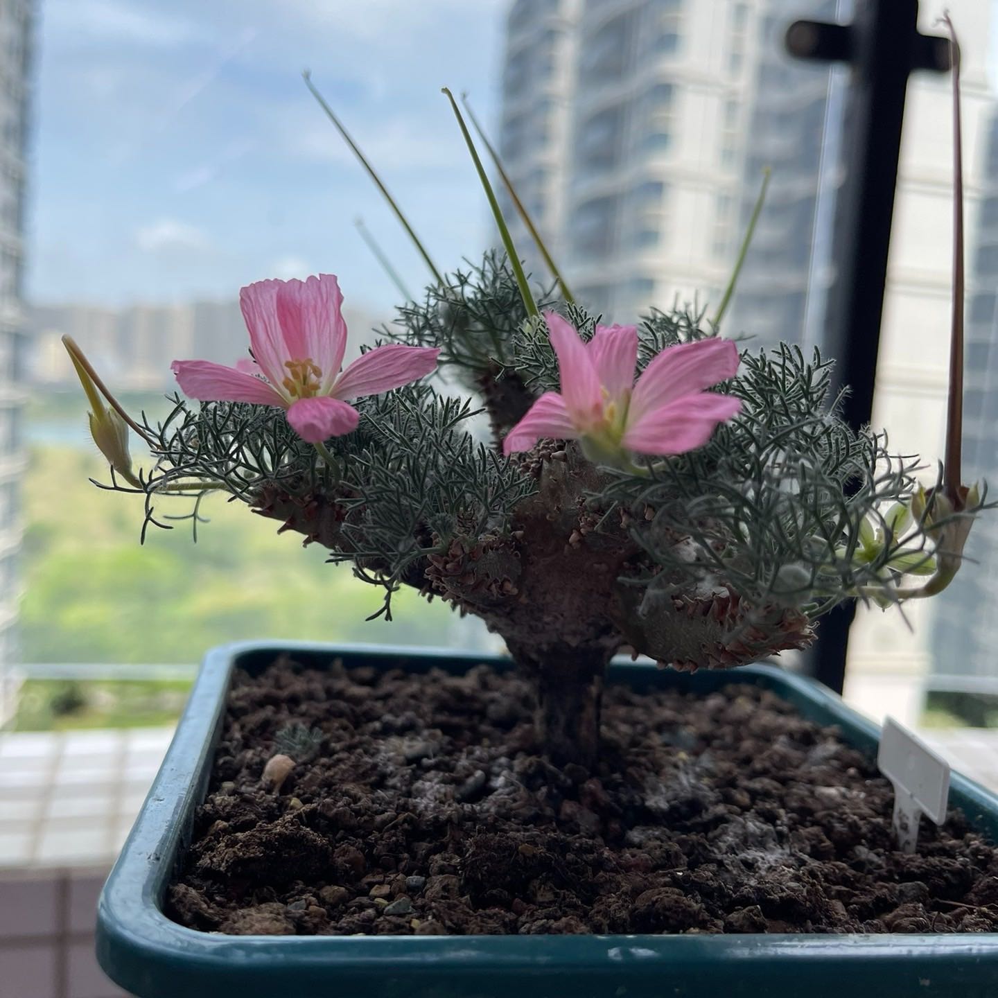 Photo of the plant species Bushman's Candle by @ProperAloeyucca named Aria on Greg, the plant care app