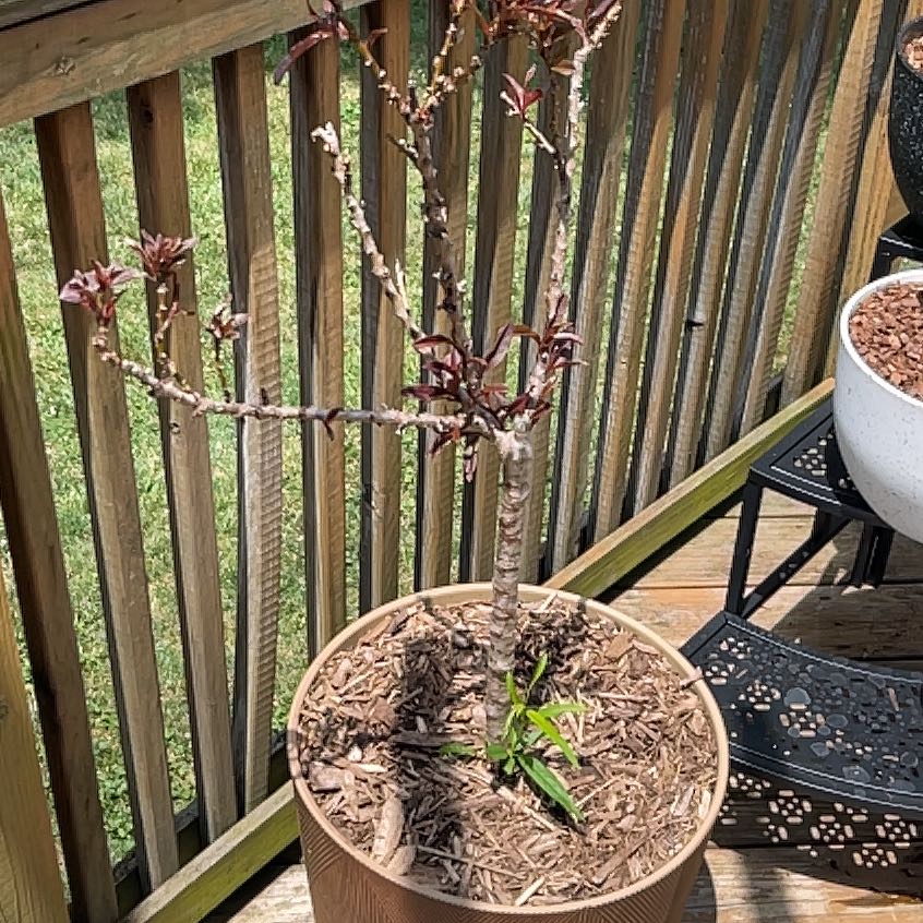 Photo of the plant species Bonanza Patio Peach Tree by @CalmBogbirch named Charles on Greg, the plant care app